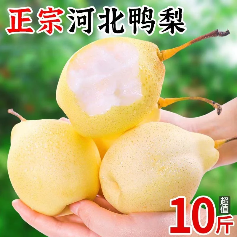 河北鸭梨生鲜农副产品低糖水果皮薄肉厚酸甜可口产地直发梨子正宗