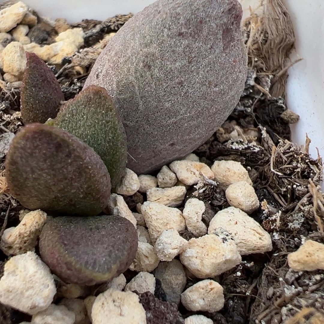 银波彩虹蛋大苗多肉植物水泡