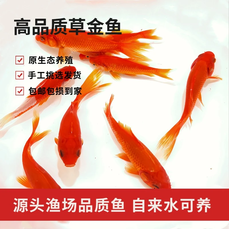 好养大红草金鱼长短尾活鱼新奇宠物金鱼观赏鱼耐活混养锦鲤冷水鱼