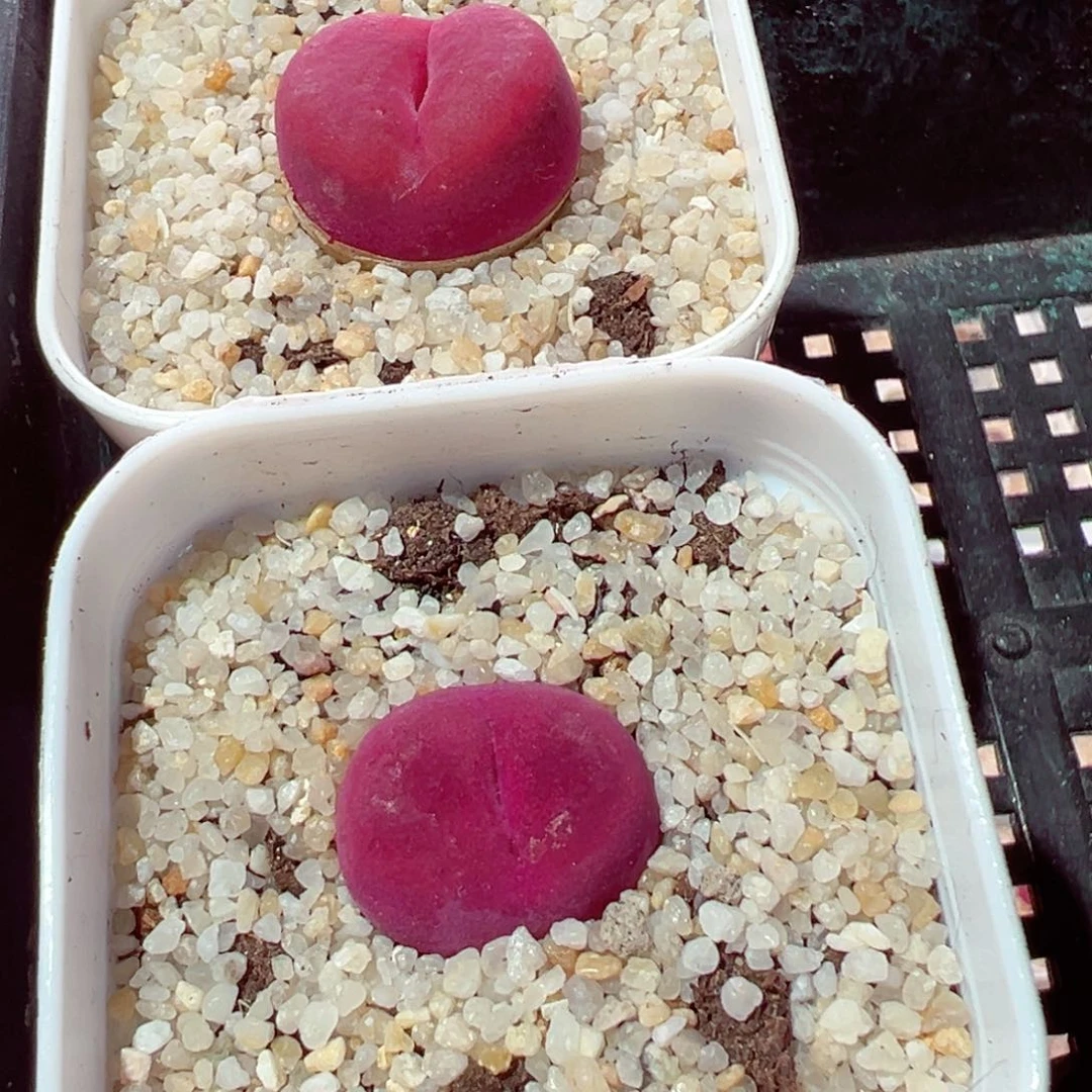 熊*熊306-527.我是真的不