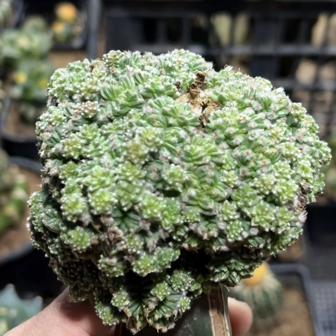 无花朵五星花笼群851