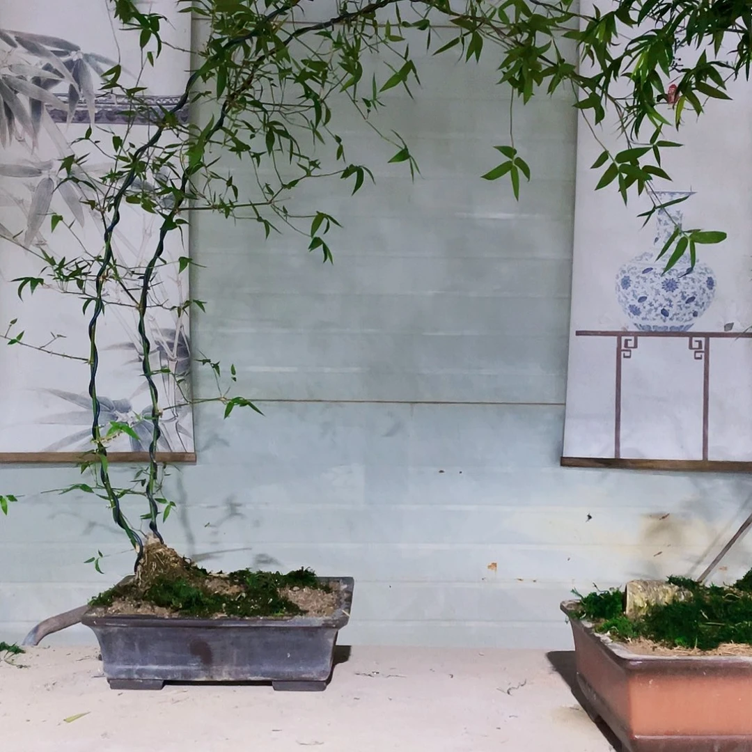 ?**?小叶簕竹熟桩陶瓷盆一物一拍