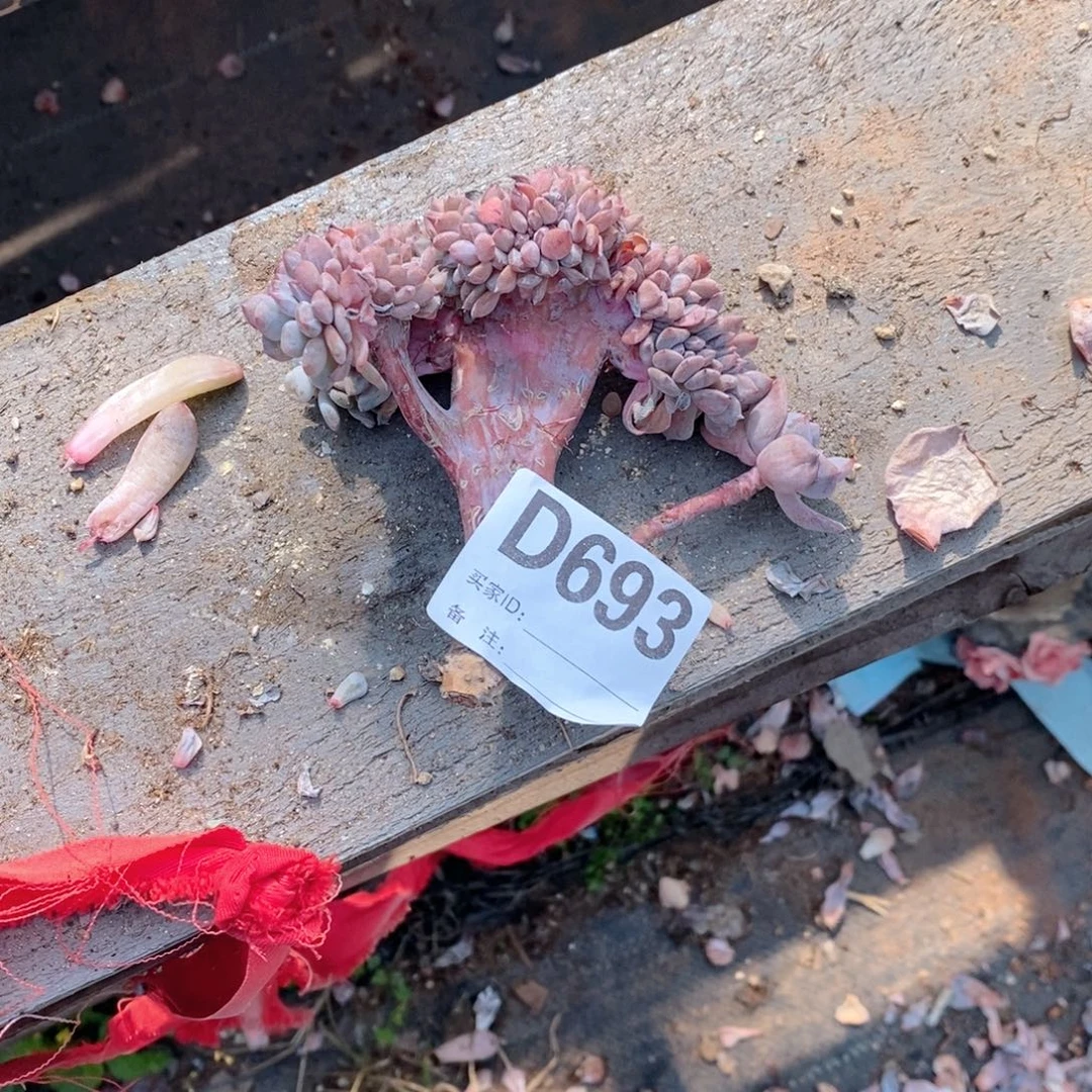 花***带693石榴籽哇哇哇哇