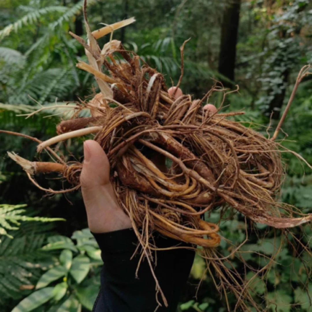 五指毛桃     高端滋补品