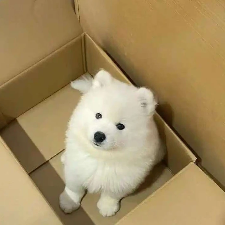 精品宠物犬  比熊  雪纳瑞