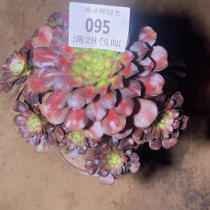 095晚霞多肉植物