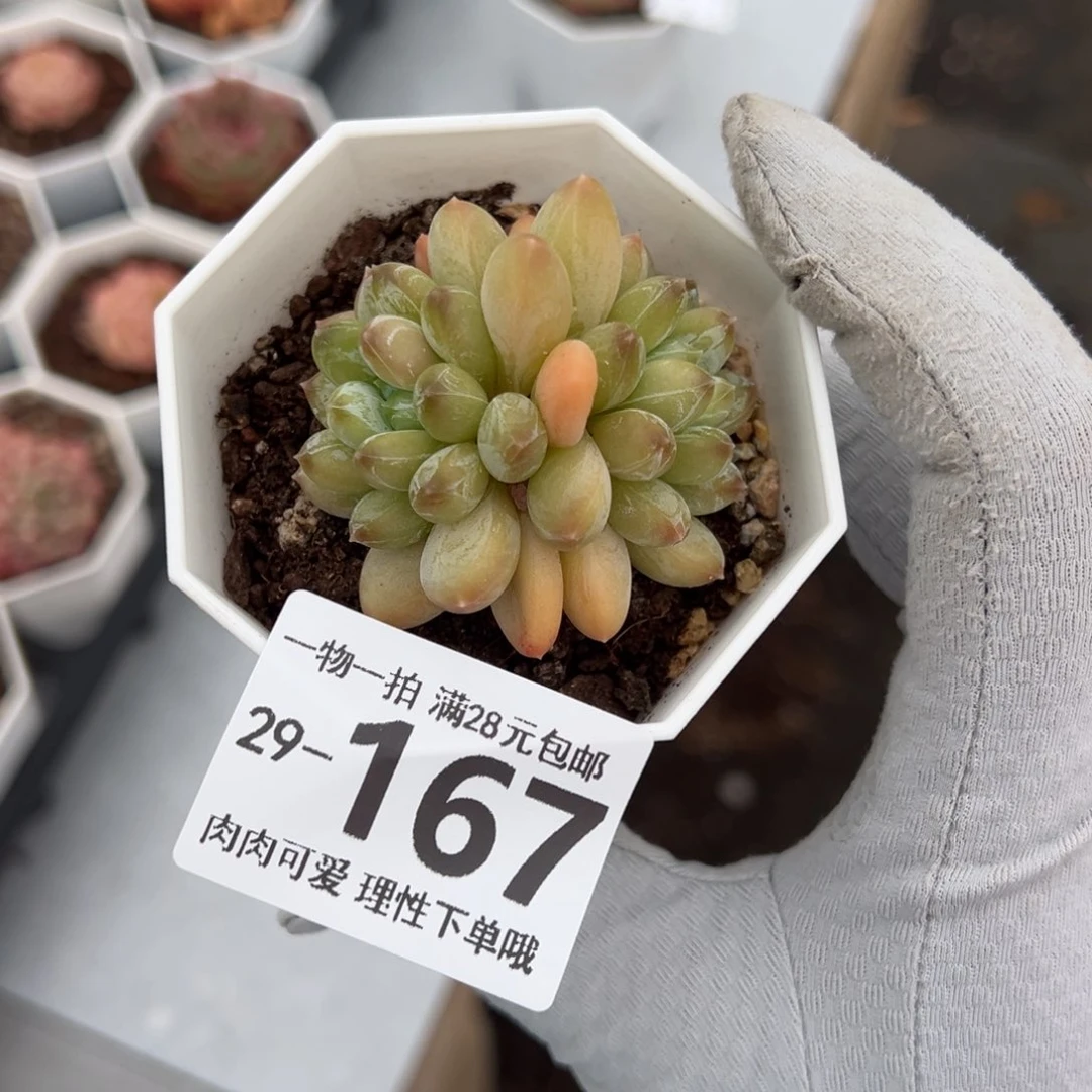 绿心美人多肉多肉多肉多肉多肉多肉