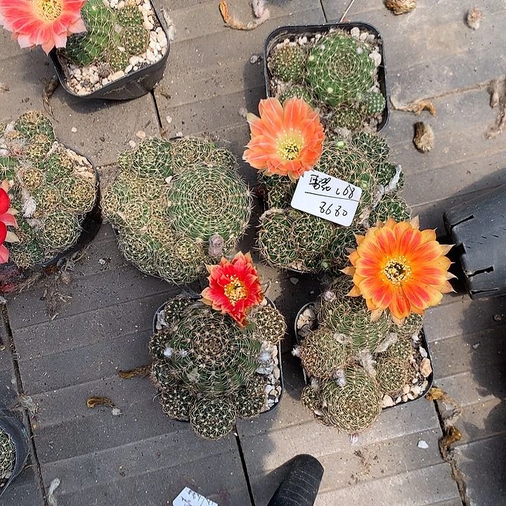 雪花专拍带盆土发货