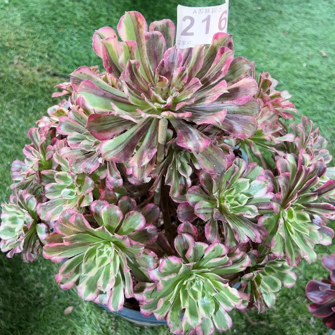 全部花朵216同花顺法师