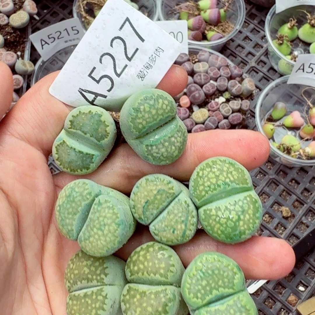 5227—-—生石花-肉锥