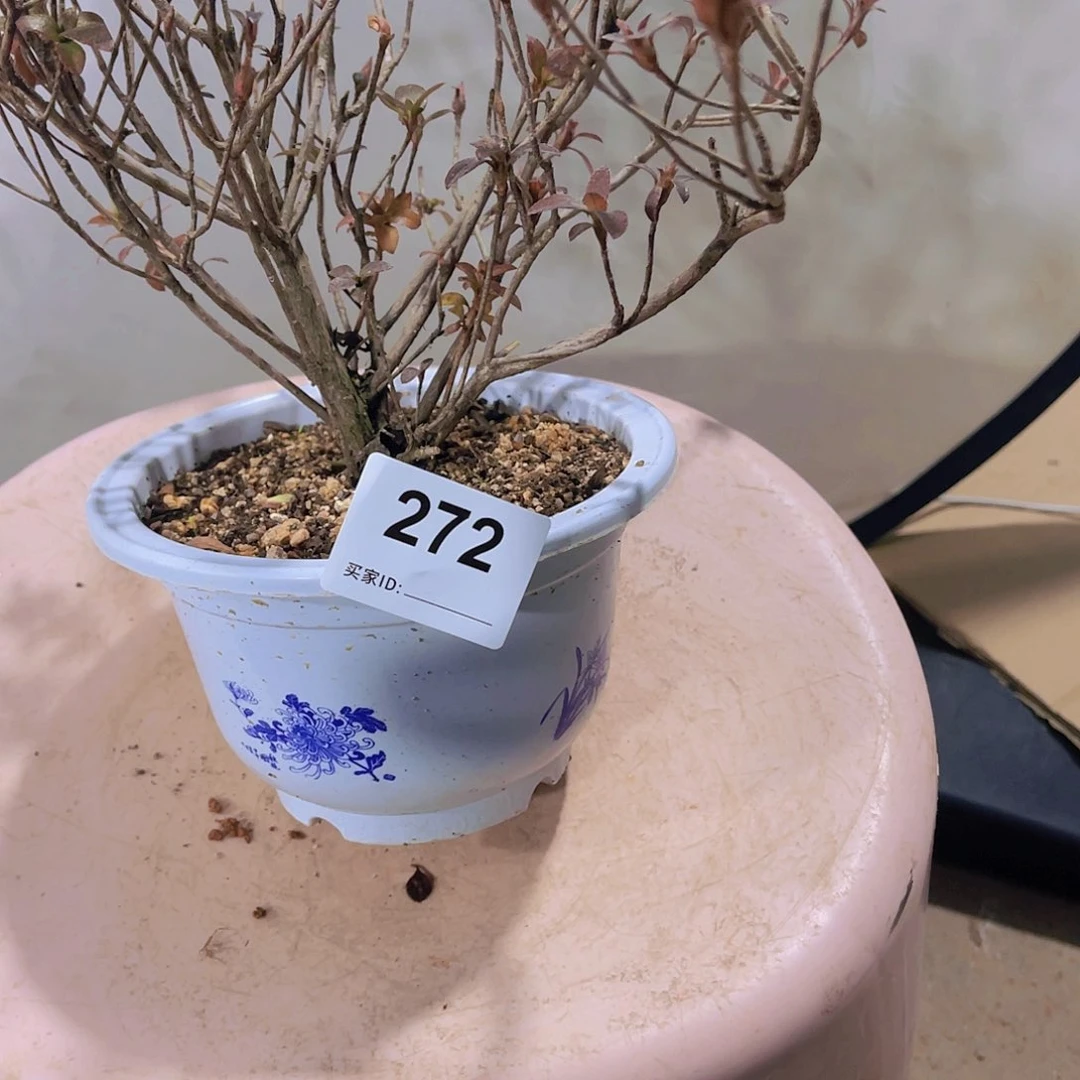 红陶直播时间一直一个