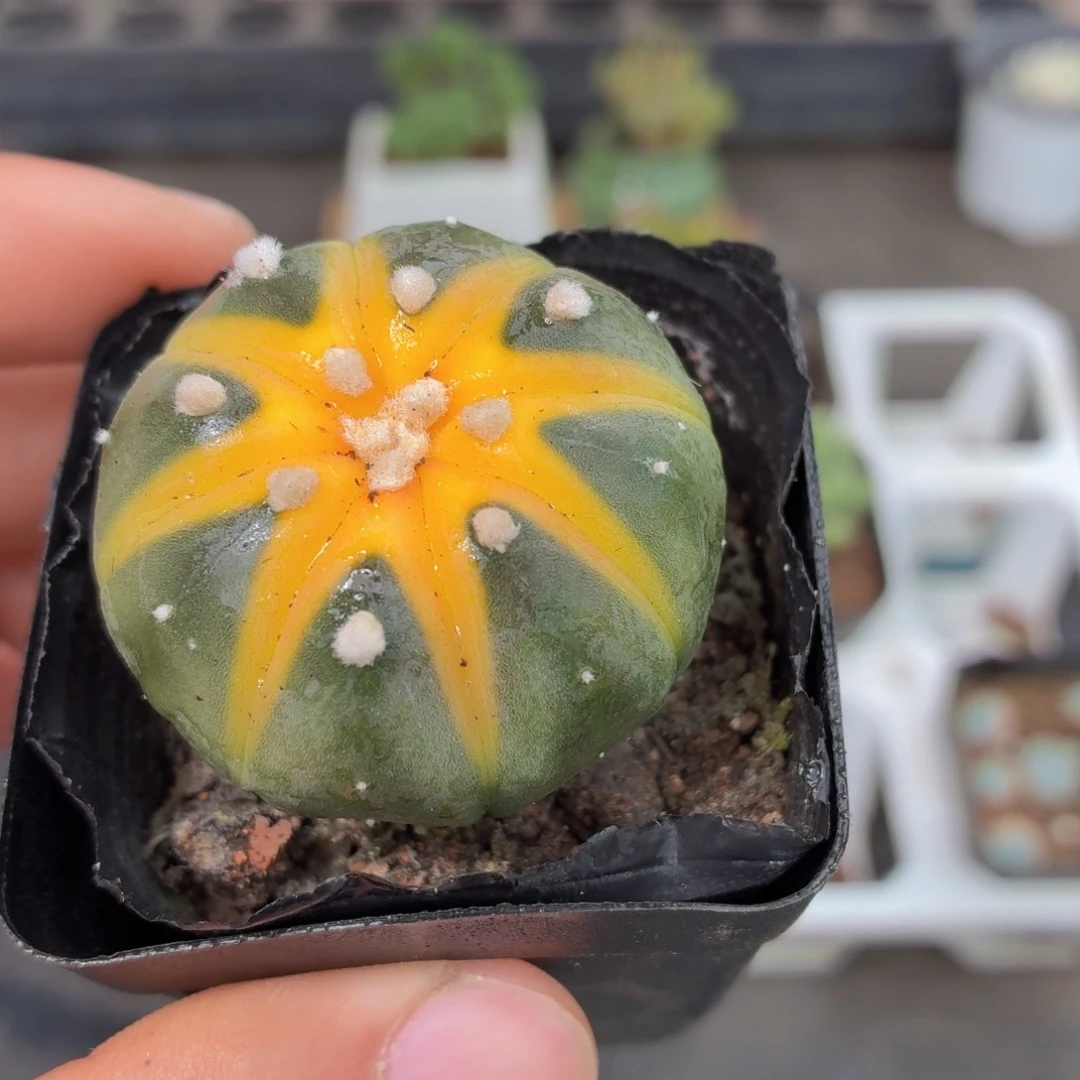 星兜锦多肉9.9包邮发货