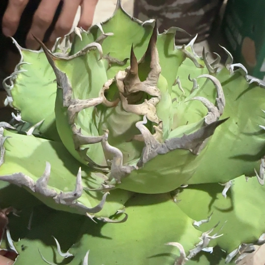 凯撒龙舌兰啦啦啦啦