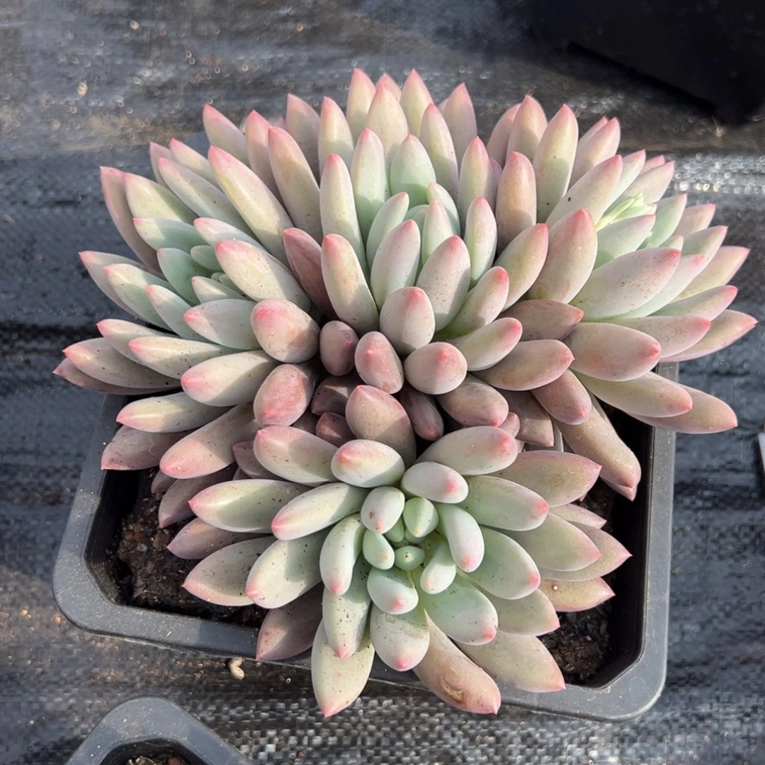 沉***思红蜻蜓多肉一物一拍