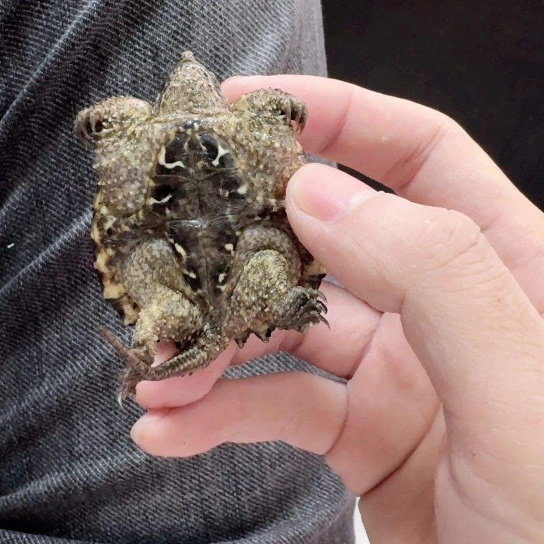 宠物龟不分公母11