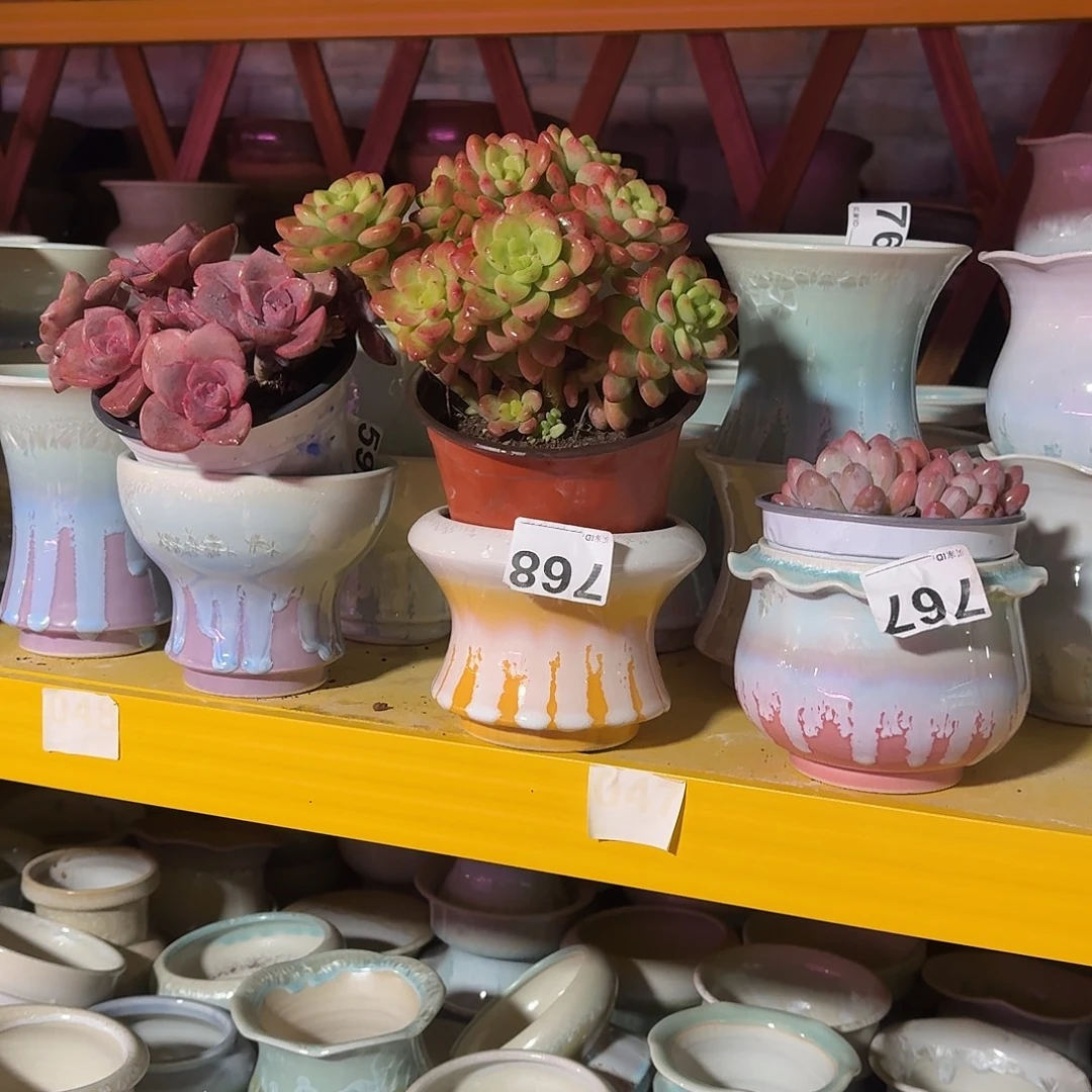 月***月景德镇多肉花盆592+768+767