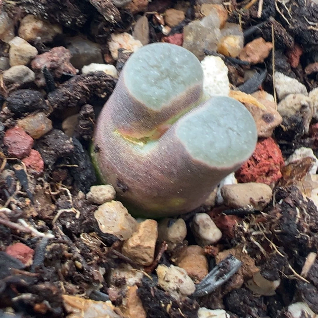 12.5好看的多肉脱土发货199