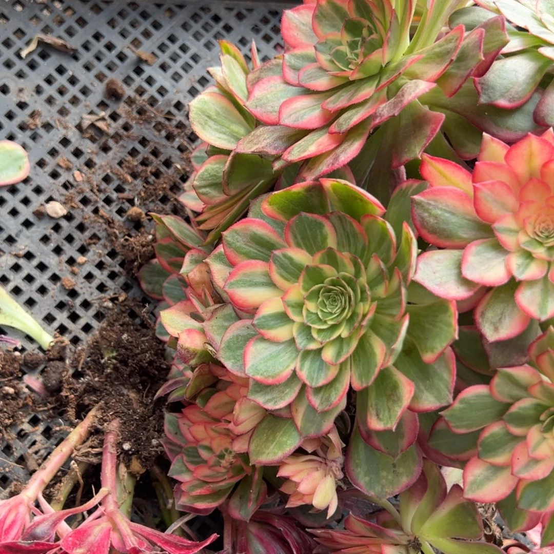 36黑魔锦有瑕疵多肉