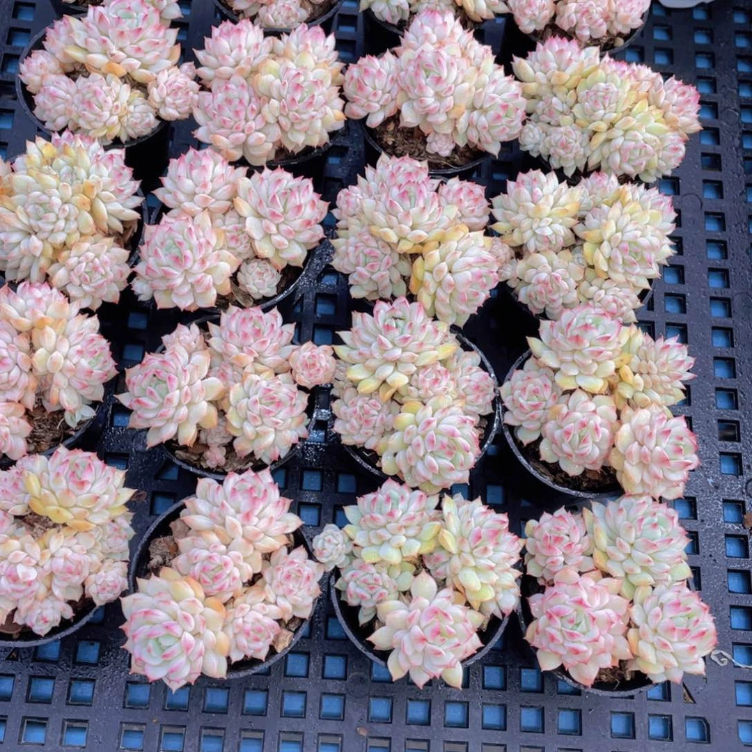 量拍41号白底小乔群生两个