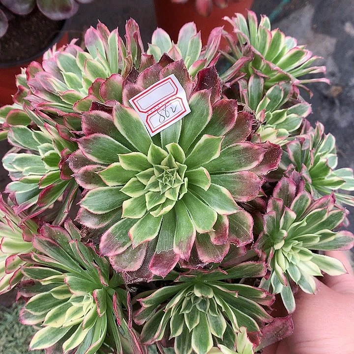 862天和多肉植物