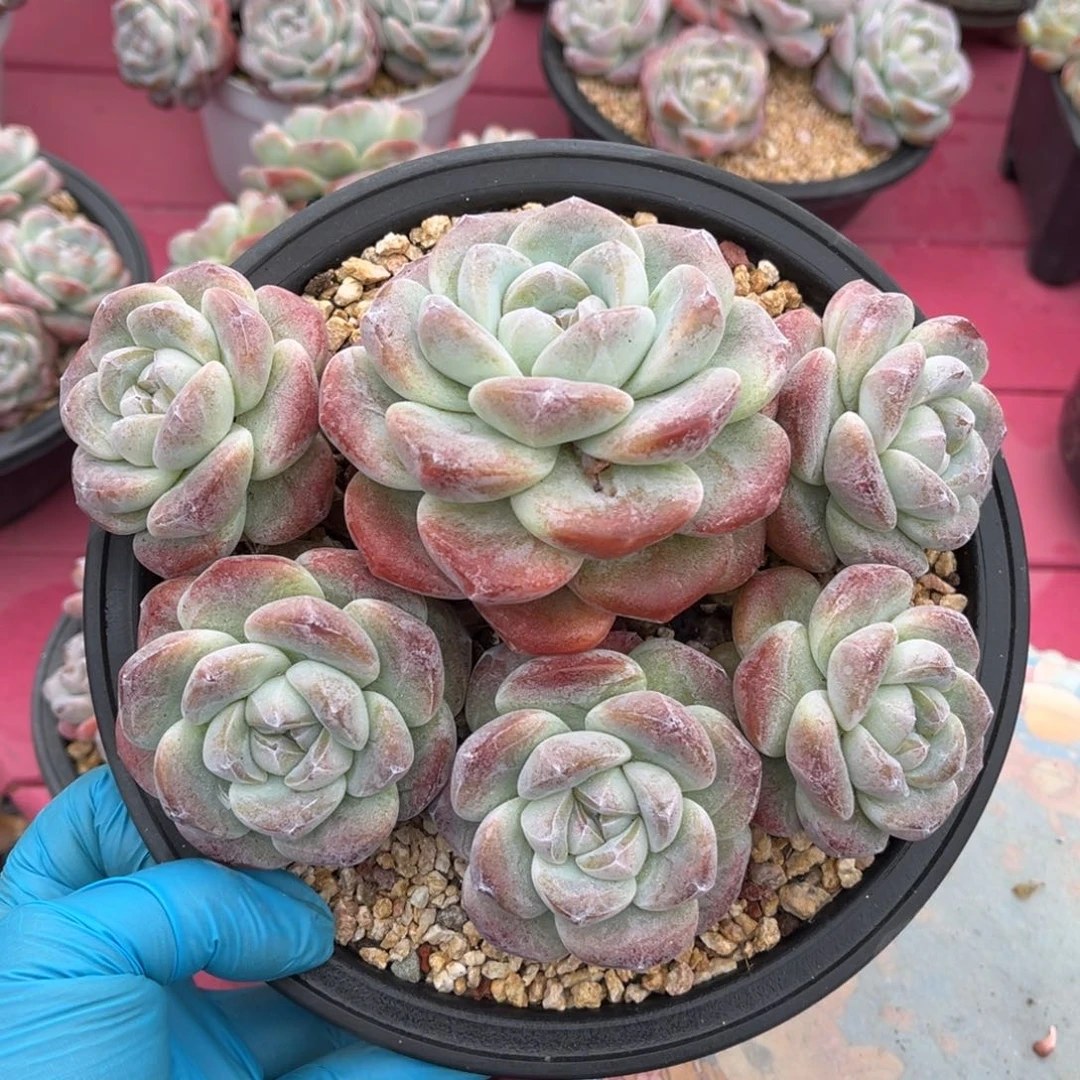 纯福利款一物一拍