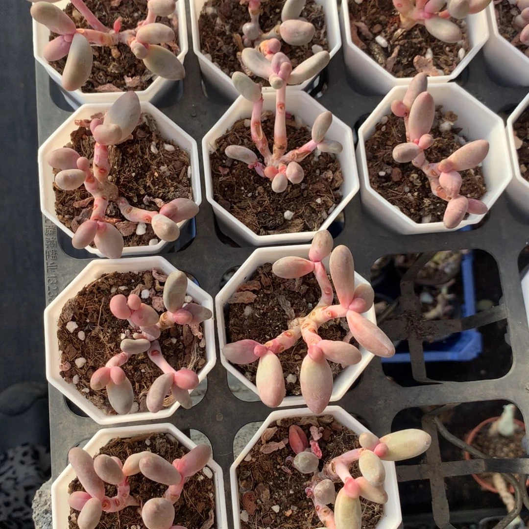 10颗群生和高后给哈更尴尬