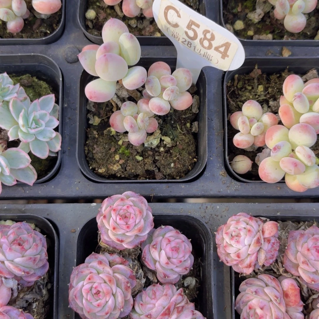 C584苹果奶一物一拍