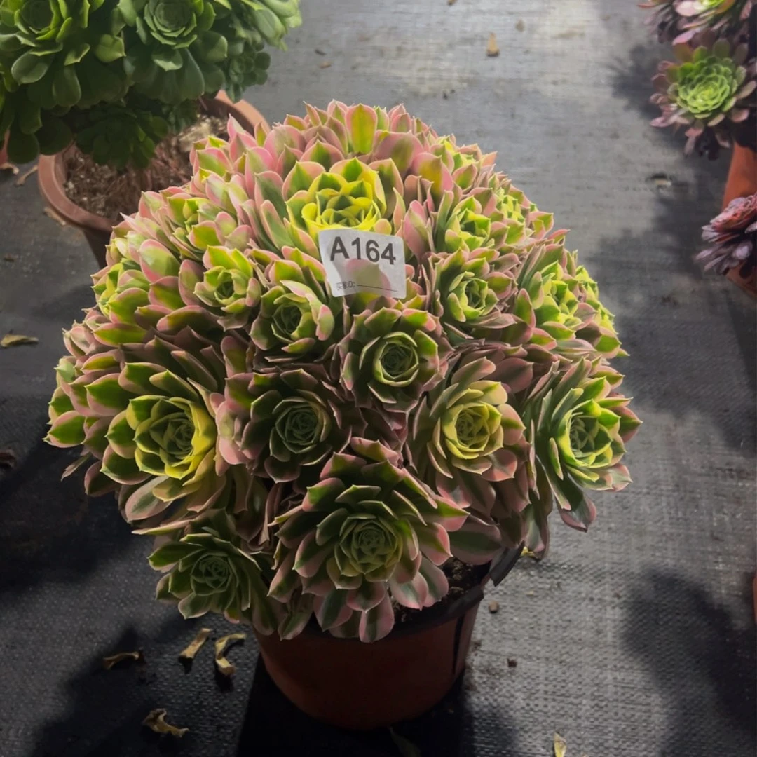 夏*?164白凤法师,多肉植物