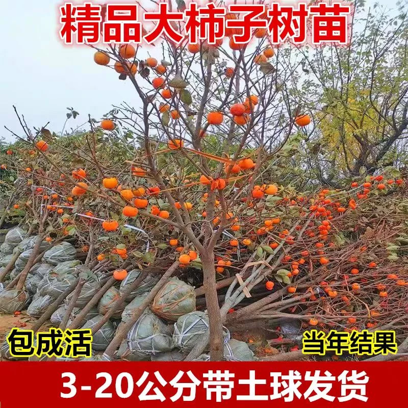 太秋柿子火晶柿子大果耐寒盆栽地栽南北方种植
