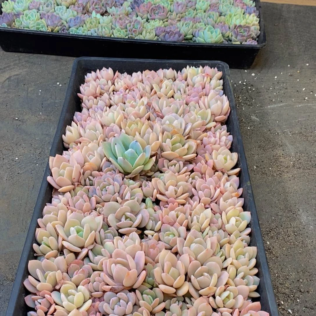 486多肉植物保护研究所所长助理研究员