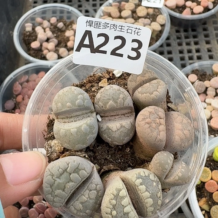 223多肉植物多肉植物