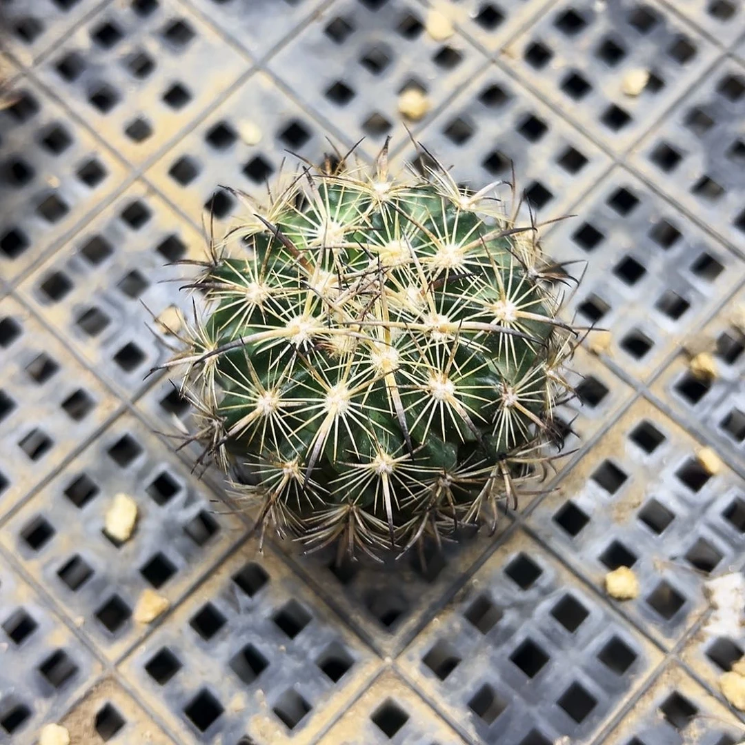 野*虎抓仙人球111111111