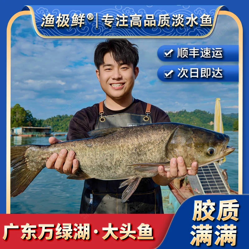 【全国顺丰次日达】万绿湖大头鱼-正宗原生态胖头鱼黄金3头身鳙鱼-渔极鲜宴请送礼精品新鲜发顺丰送货上门