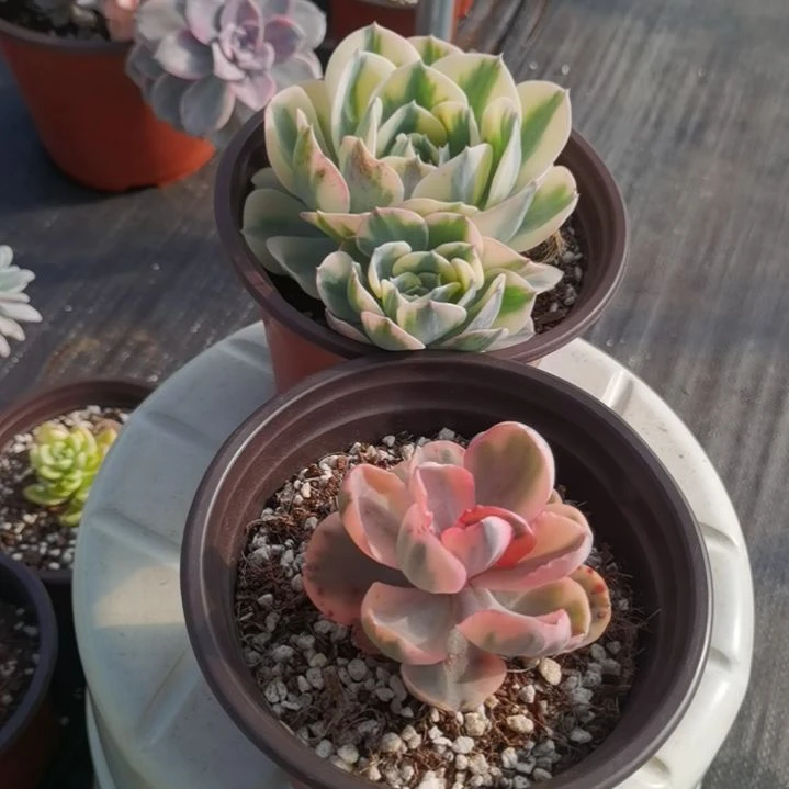 玉蝶锦锦+蓝玫瑰锦