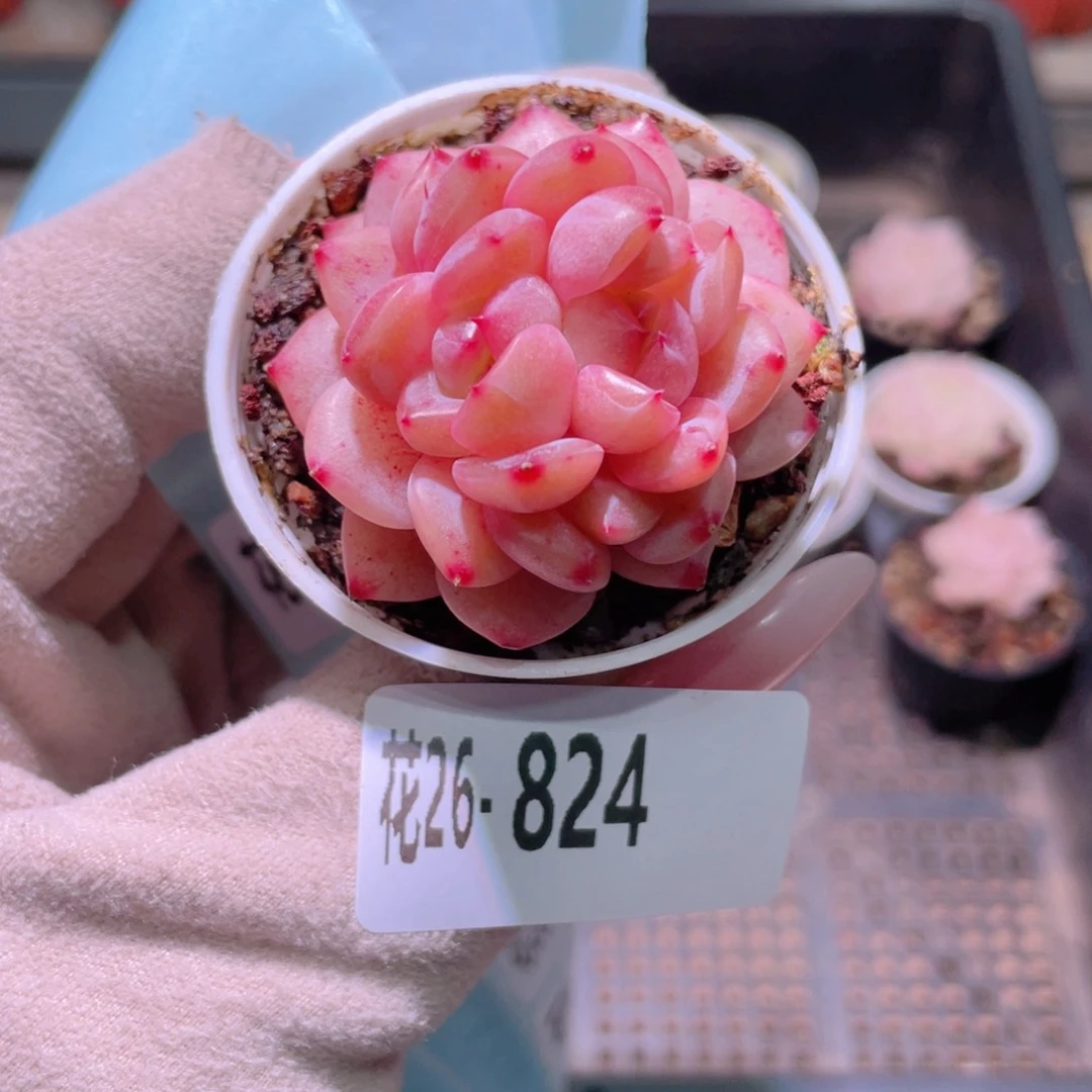 花利美26-824新品