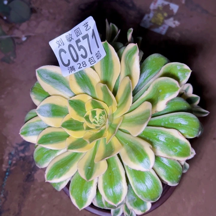 绿魄多肉植物法师0571法师