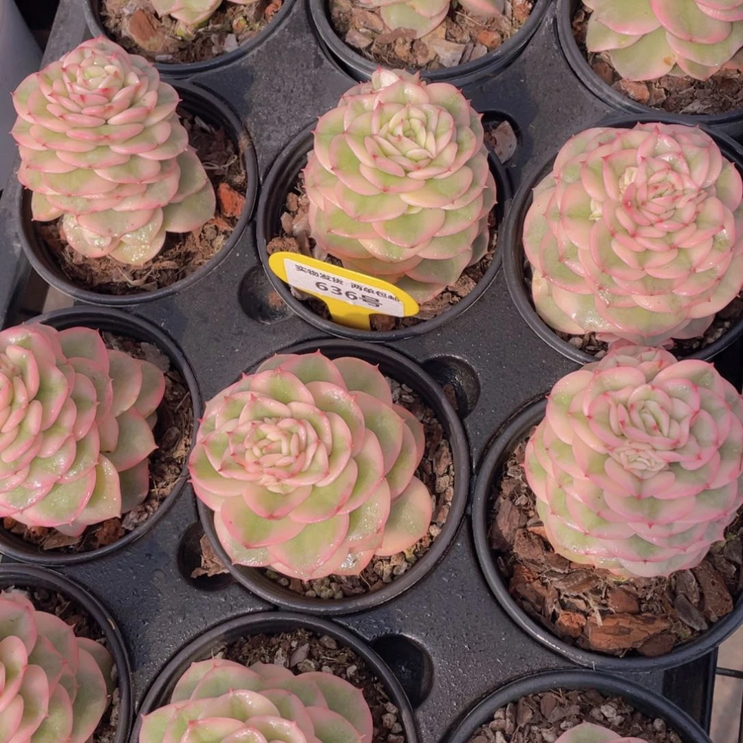 636号蜡牡丹锦单头母本一个