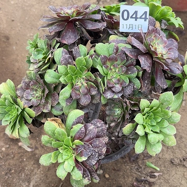 11.1-44粉黛多肉植物1
