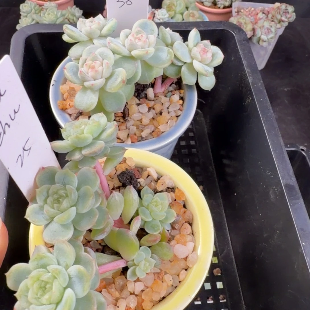 ζ***゜zhuzhu两颗多肉脱土发