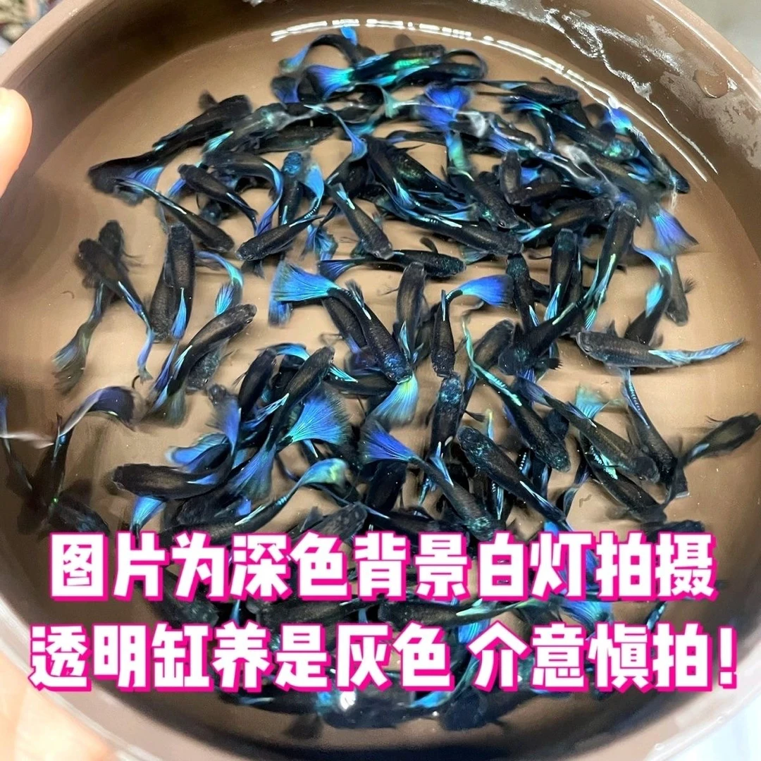 冰蓝孔雀鱼墨兰纯种孔雀鱼小型热带鱼蓝尾胎生鱼包邮大尾巴孔雀鱼
