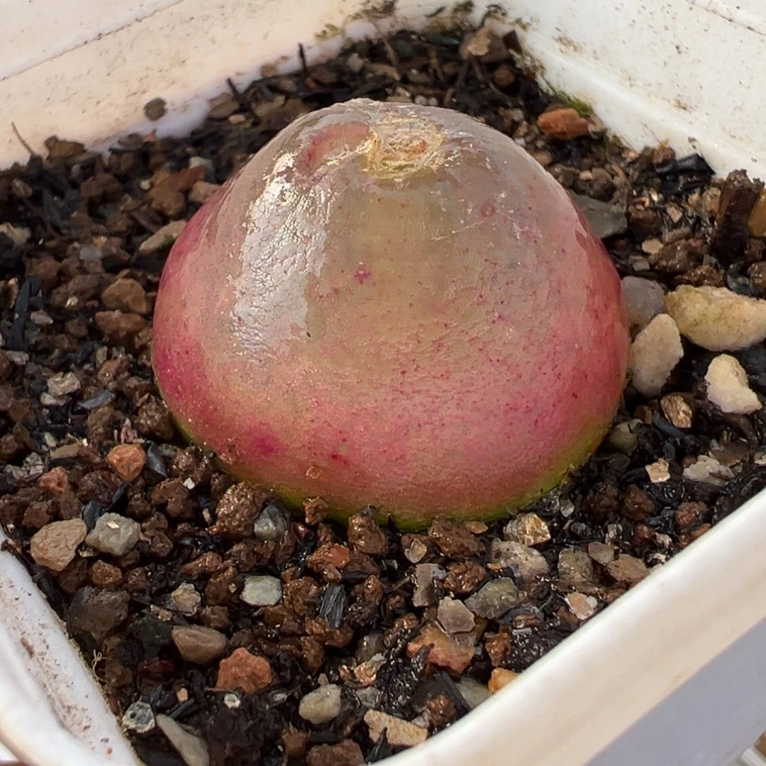 好***欢522多肉植物种类多样