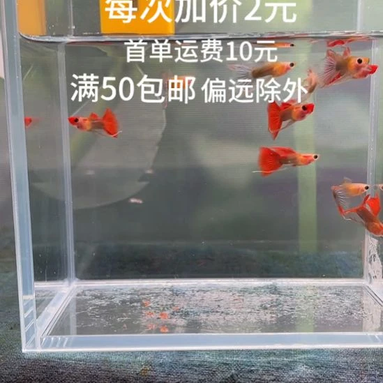 孔雀鱼7-长公一缸
