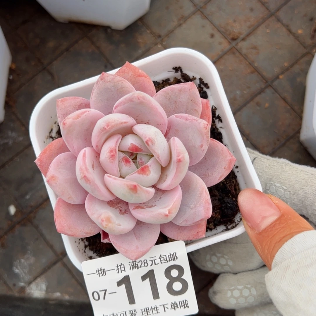 橙梦露多肉多肉多肉多肉