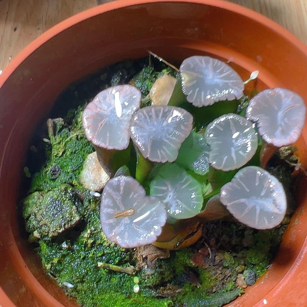 火烧云万象多肉多肉一颗