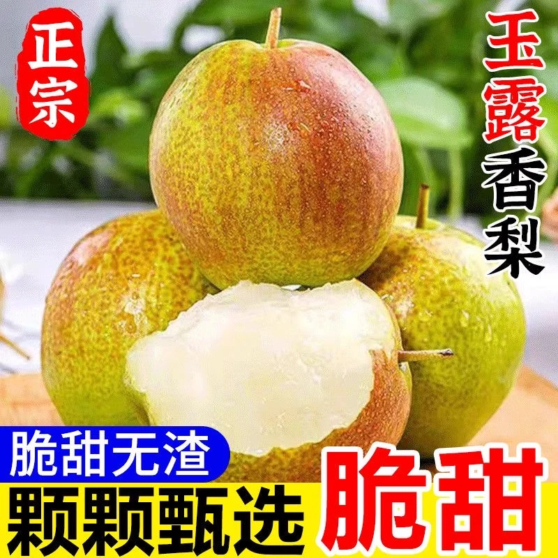 【村花专供】正宗山西耽子玉露香新鲜香梨酥脆多汁甘甜爽口皮薄无渣