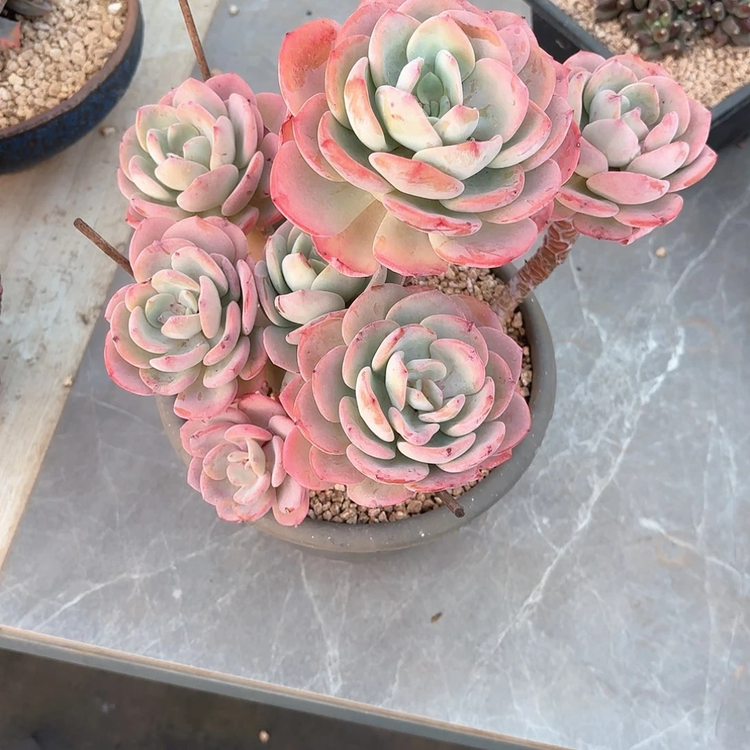 小小弟精品多肉白月光