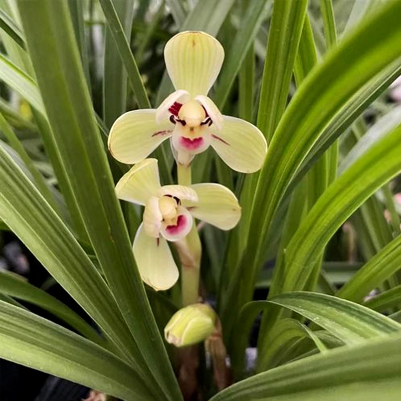 正宗兰花【春兰-翠玉梅】浓香带花苞名品绿植室内客厅盆栽批发直播