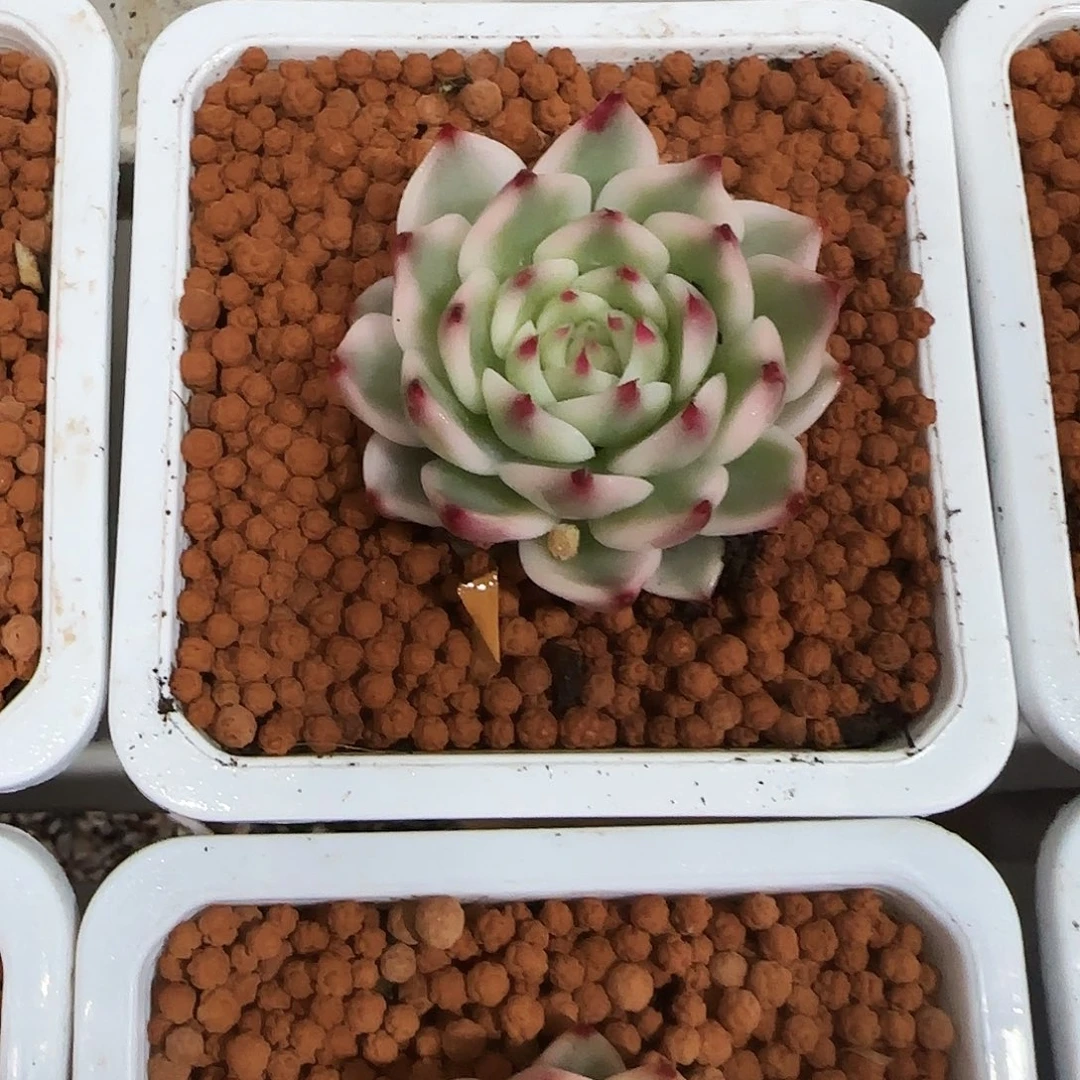 吉娃娃锦多肉植物