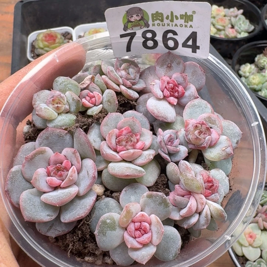 多肉植物多肉植物