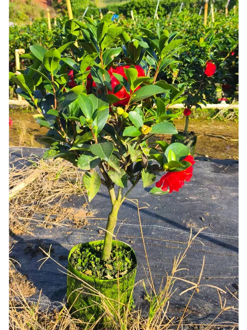 山茶花树苗盆栽带花苞室内外种植耐寒好养带花苞发货红色花卉